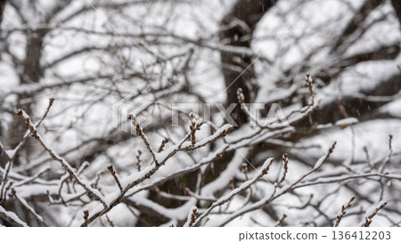 Snow piled up on cherry blossom buds 136412203