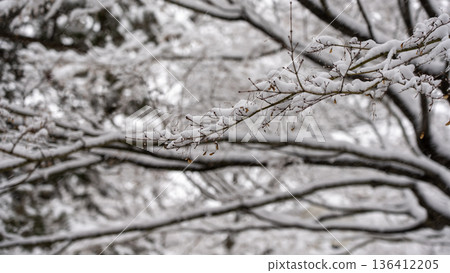 Snow piled up on cherry blossom buds Snow piled up on cherry blossom buds 136412205