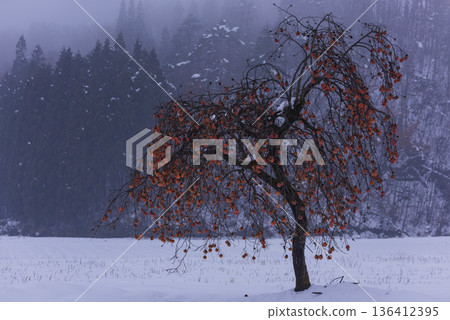 雪地裡的柿子 雪地裡的柿子 136412395