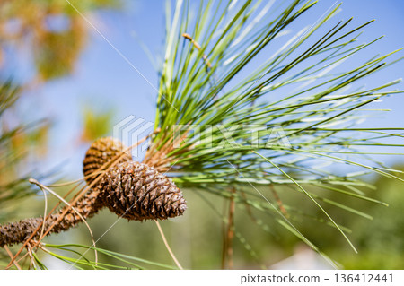 Christmas tree branch and cone. Xmas spruce. Green fir pine twig. Pine cone on branch with needle. Pine tree branch. Needle of a coniferous tree. Pine pollen. Needle of Christmas tree. Christmas tree branch and cone. Xmas spruce. Green fir pine twig. Pine cone on branch with needle. Pine tree branch. Needle of a coniferous tree. Pine pollen. Needle of Christmas tree. 136412441