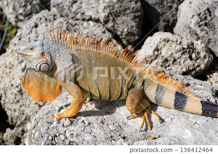 Wild iguana lizard. Iguana lizard on the stone. Exotic iguana reptile. Exotic reptile animal. Wildlife fauna. Wild iguana lizard. Sunbathing lizard Wild iguana lizard. Iguana lizard on the stone. Exotic iguana reptile. Exotic reptile animal. Wildlife fauna. Wild iguana lizard. Sunbathing lizard 136412464