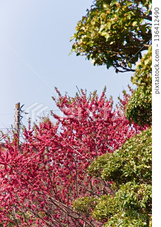Red peach blossoms in full bloom Red peach blossoms in full bloom 136412490