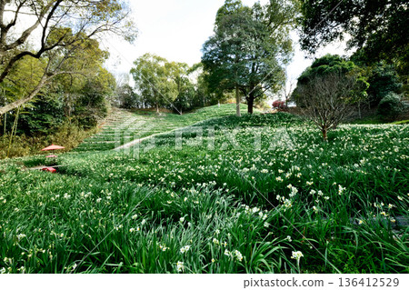 Daffodil Country (Tonboike Park) [Kishiwada City, Osaka Prefecture] 136412529