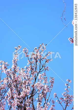 彼岸櫻花盛開,垂直位置 彼岸櫻花盛開,垂直位置 136412643