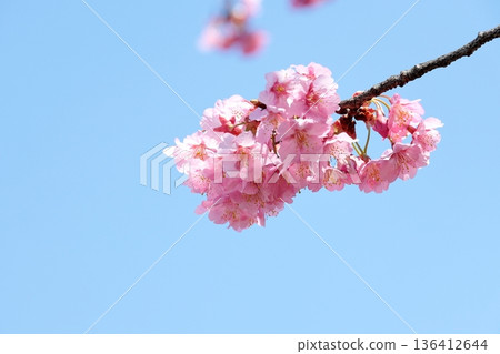 櫻花盛開 136412644