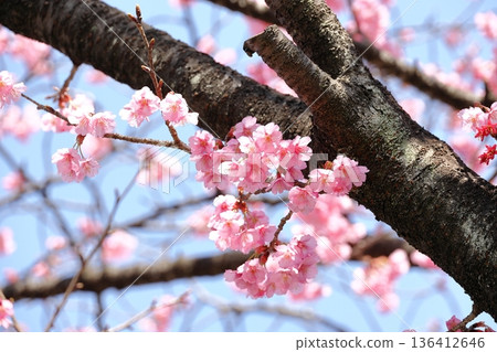 Cherry Blossoms in full bloom Cherry Blossoms in full bloom 136412646