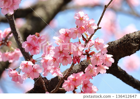 Cherry Blossoms in full bloom Cherry Blossoms in full bloom 136412647
