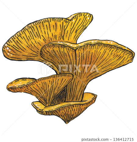 Yellow woody oyster mushrooms. Hand drawn watercolor illustration. Drawing for stickers, cards, posters. autumn, mushroom, forest, yellow, nature 136412715