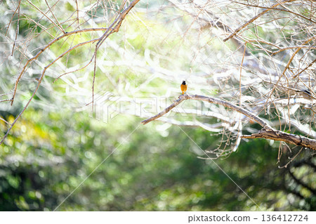A male Daurian redstart stands in a bright forest. Forest scenery A male Daurian redstart stands in a bright forest. Forest scenery 136412724
