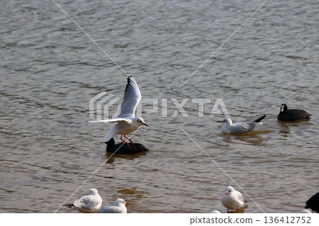 就在你背上。 136412752