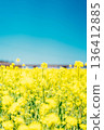 藍天和油菜花 136412885