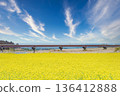 油菜田 136412888