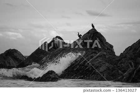 Seabirds standing on rocks struck by rough waves, coastal scenery Seabirds standing on rocks struck by rough waves, coastal scenery 136413027