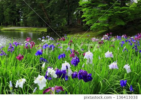 The irises blooming on the banks of the pond 136413038