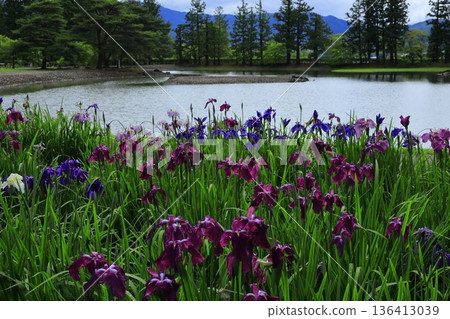 The irises blooming on the banks of the pond The irises blooming on the banks of the pond 136413039