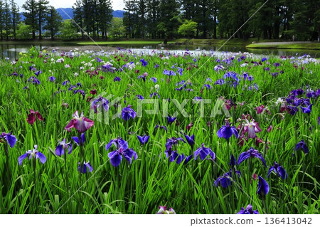 The irises blooming on the banks of the pond The irises blooming on the banks of the pond 136413042