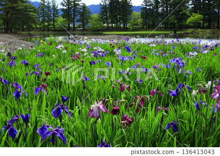 虹膜盛開在池塘邊 136413043