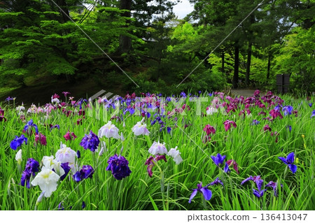 The irises blooming on the banks of the pond The irises blooming on the banks of the pond 136413047