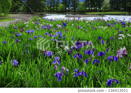 The irises blooming on the banks of the pond The irises blooming on the banks of the pond 136413051