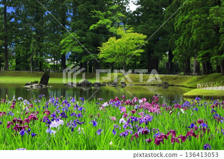 The irises blooming on the banks of the pond 136413053