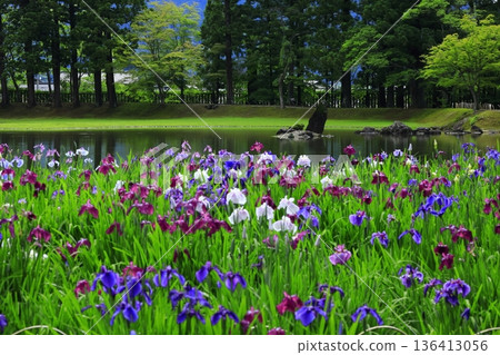 虹膜盛開在池塘邊 136413056