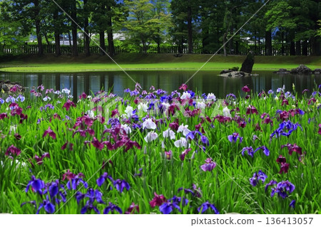 虹膜盛開在池塘邊 136413057
