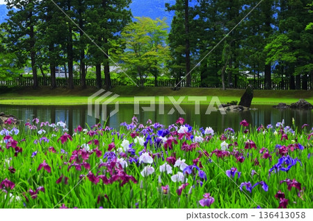 The irises blooming on the banks of the pond The irises blooming on the banks of the pond 136413058