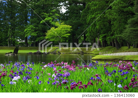 The irises blooming on the banks of the pond The irises blooming on the banks of the pond 136413060