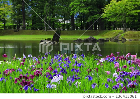 虹膜盛開在池塘邊 136413061
