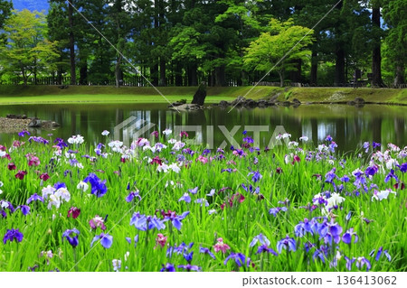 The irises blooming on the banks of the pond 136413062