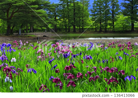 虹膜盛開在池塘邊 136413066