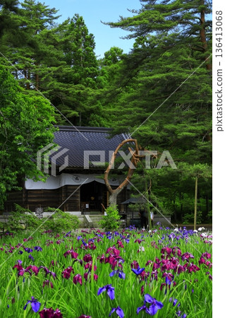 The irises blooming on the banks of the pond 136413068