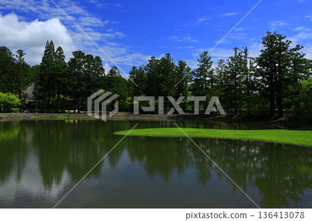 虹膜盛開在池塘邊 136413078