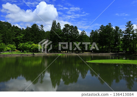 虹膜盛開在池塘邊 136413084