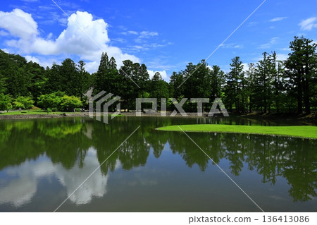 The irises blooming on the banks of the pond 136413086