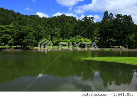 The irises blooming on the banks of the pond 136413092