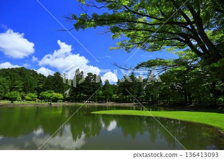 虹膜盛開在池塘邊 虹膜盛開在池塘邊 136413093