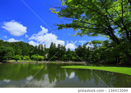 虹膜盛開在池塘邊 136413094