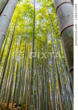 Arashiyama, Kyoto Prefecture, small diameter of bamboo grove 136413395