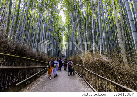 Arashiyama, Kyoto Prefecture, small diameter of bamboo grove 136413397