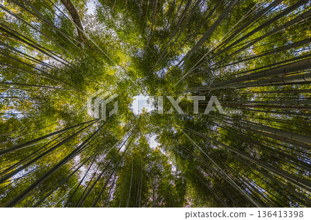 京都府嵐山小徑竹林 京都府嵐山小徑竹林 136413398