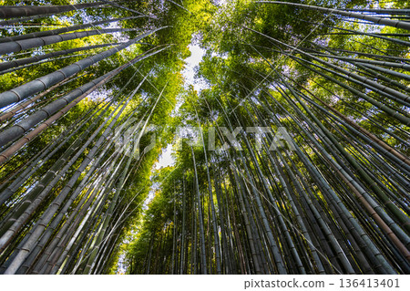 京都府嵐山小徑竹林 京都府嵐山小徑竹林 136413401