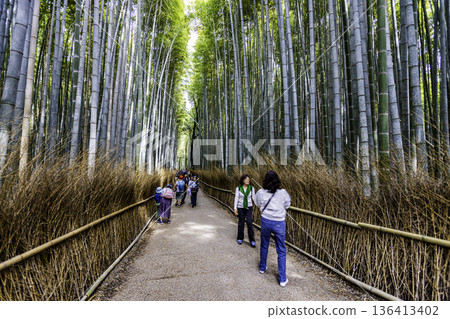 京都府嵐山小徑竹林 136413402
