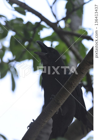 盛夏時節,一隻鳥兒棲息在樹枝上的特寫鏡頭 盛夏時節,一隻鳥兒棲息在樹枝上的特寫鏡頭 136413437