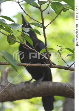 Close-up shot of a bird perched on a twig in midsummer 136413450