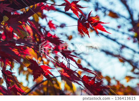Bright red autumn leaves Bright red autumn leaves 136413615