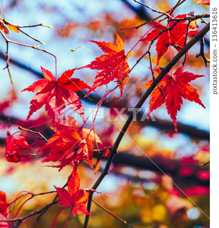 Bright autumn leaves 136413616