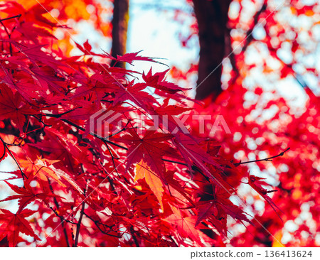 Bright red autumn leaves Bright red autumn leaves 136413624
