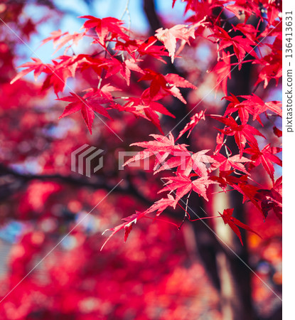 鮮紅的秋葉 136413631