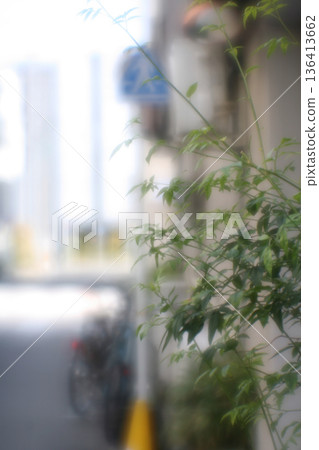 Plants at the building entrance (soft focus) Plants at the building entrance (soft focus) 136413662